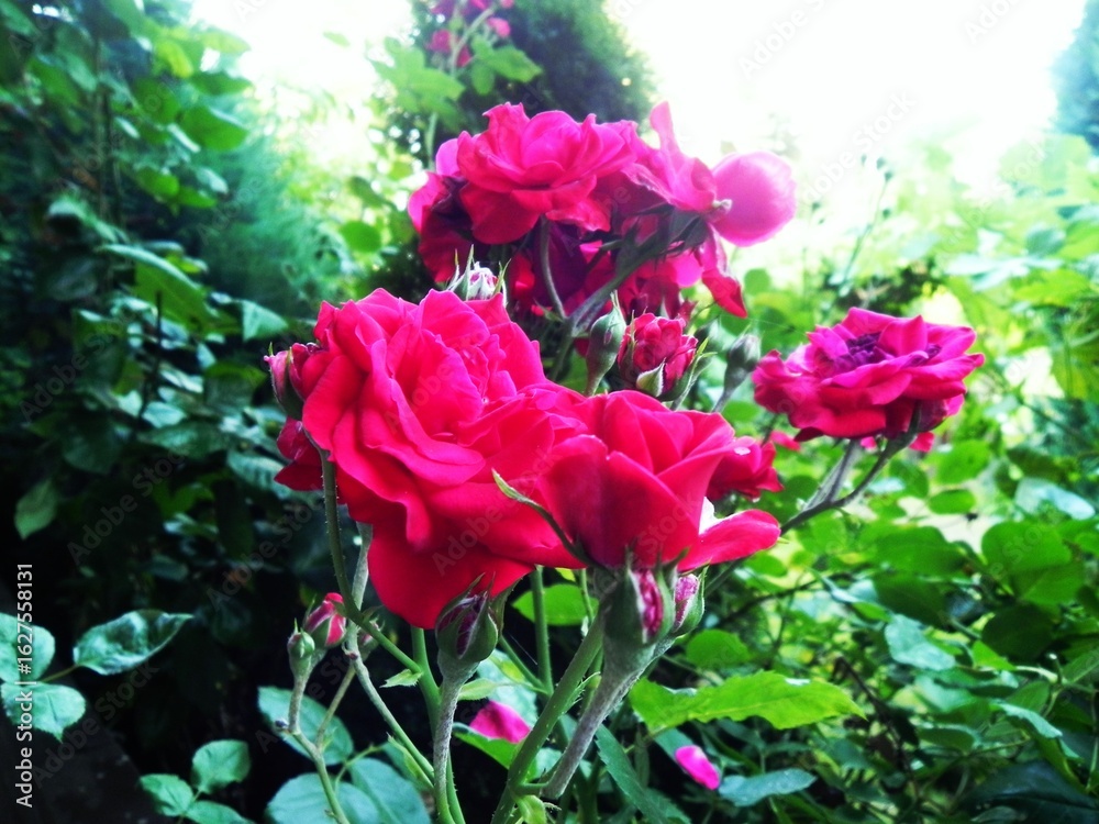 Obraz premium Rosen