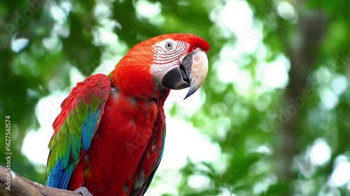 Beautiful Scarlet Macaw Perched on Branch in Lush Rainforest