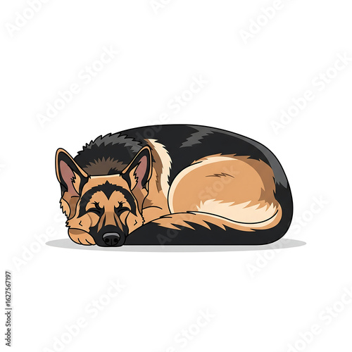 German shepherd dog sleeping peacefully, isolated on white background
