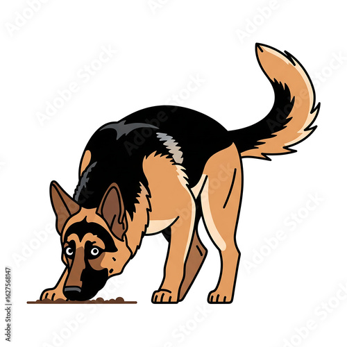 German shepherd dog sniffing the ground curiously isolated on white background