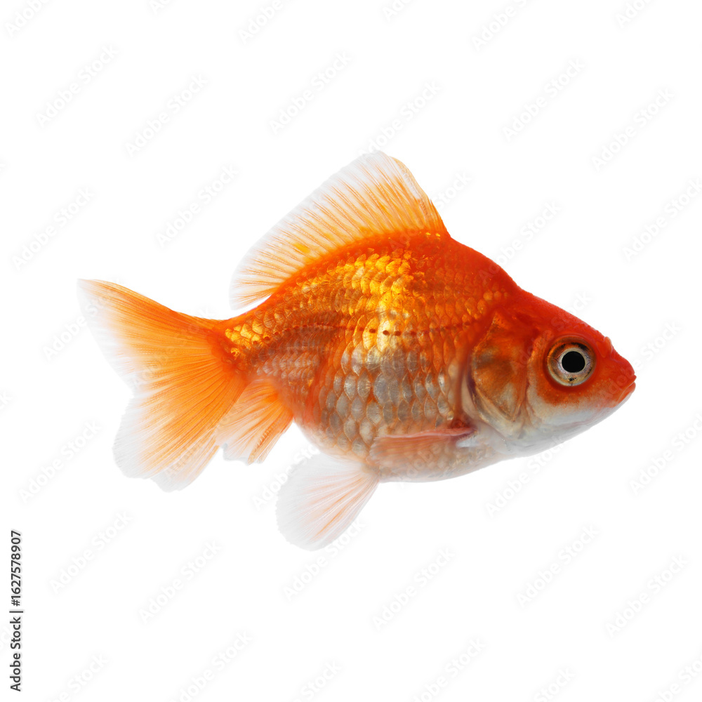 One small beautiful goldfish isolated on white One small beautiful goldfish isolated on white