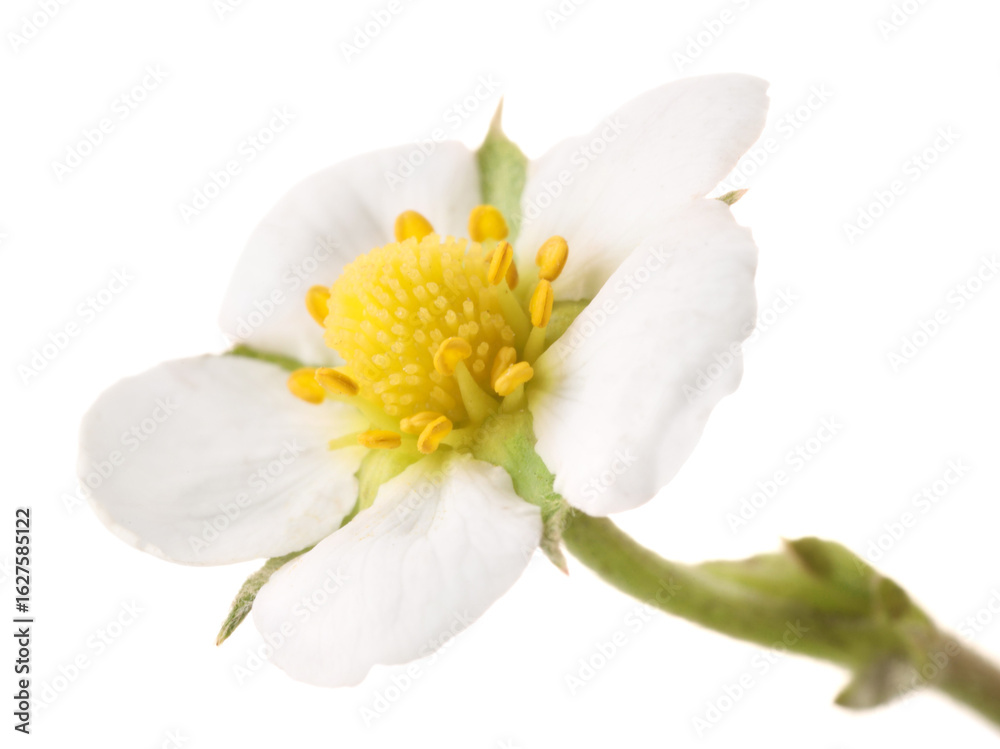 Obraz premium One beautiful strawberry flower isolated on white