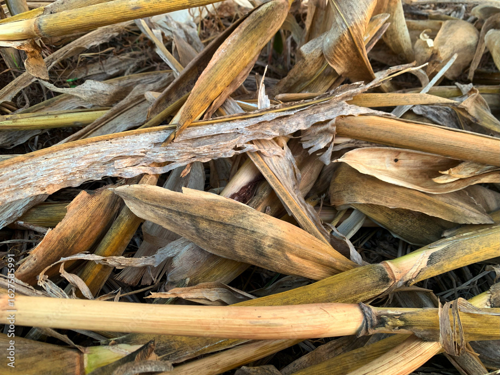 Cornfield after harvest with dried husks under evening sunlight, highlighting the rustic charm of agricultural cycles. Cornfield after harvest with dried husks under evening sunlight, highlighting the rustic charm of agricultural cycles.