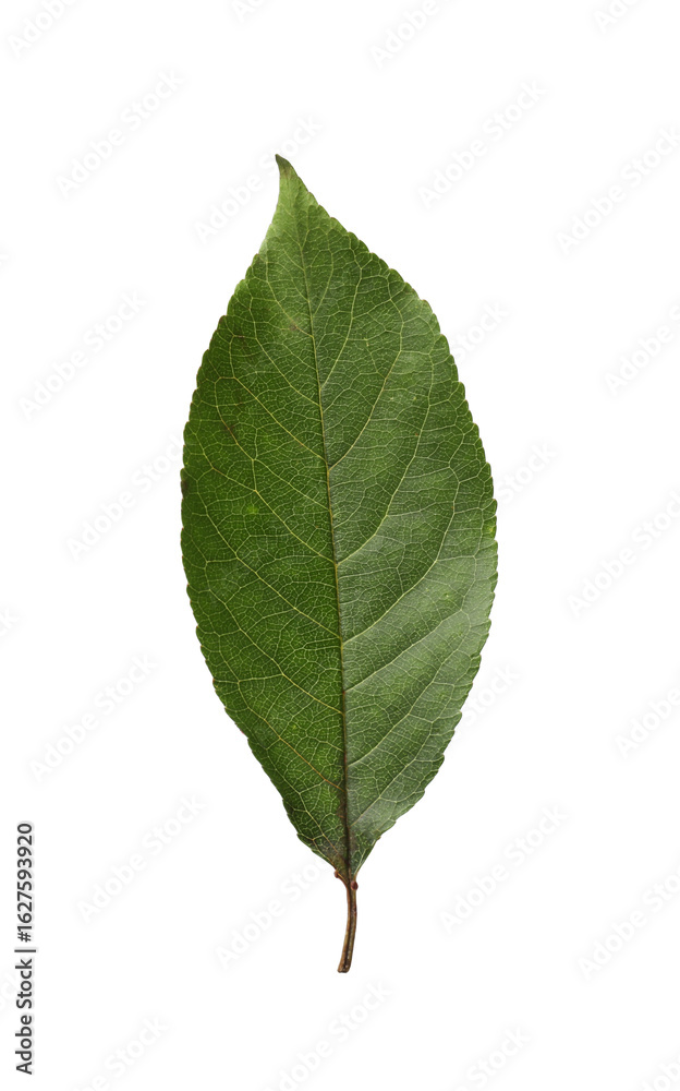Fototapeta premium One orange leaf isolated on white. Citrus plant