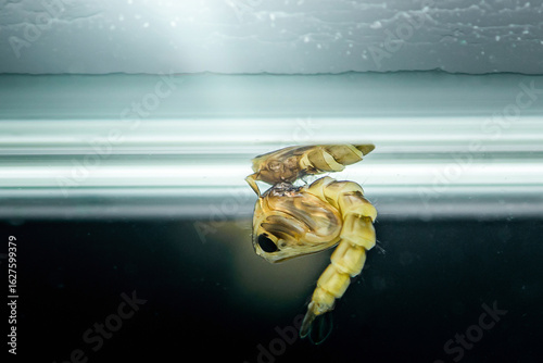 Slika na platnu Mosquito pupa breathing at water surface in laboratory setting
