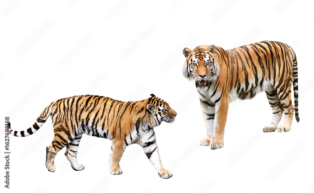 Naklejka premium トラ