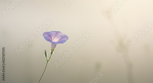 Purple Flower in Soft Light