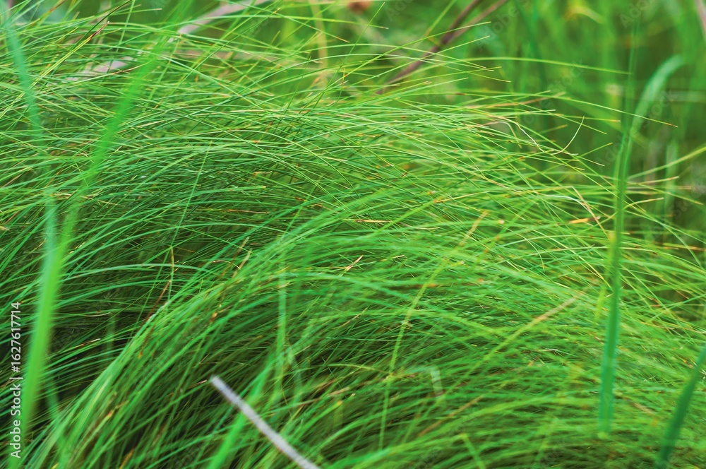 The rich green blades of grass create a stunning and natural background. The rich green blades of grass create a stunning and natural background.