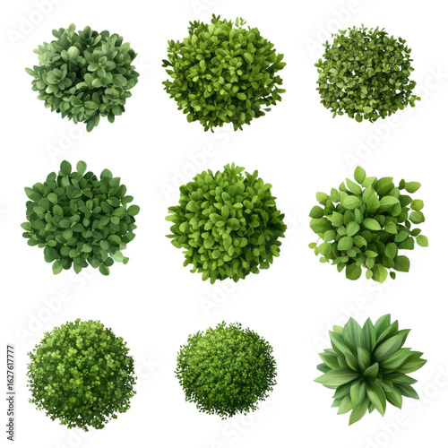 Top view of various decorative green on isolated transparent cutout PNG Background