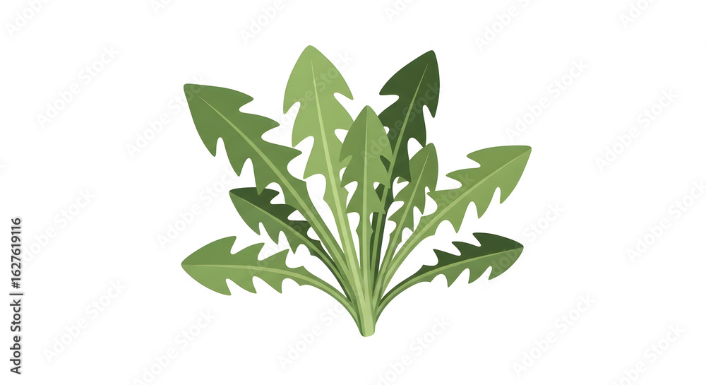 Fototapeta premium Green Dandelion Leaves Plant Illustration