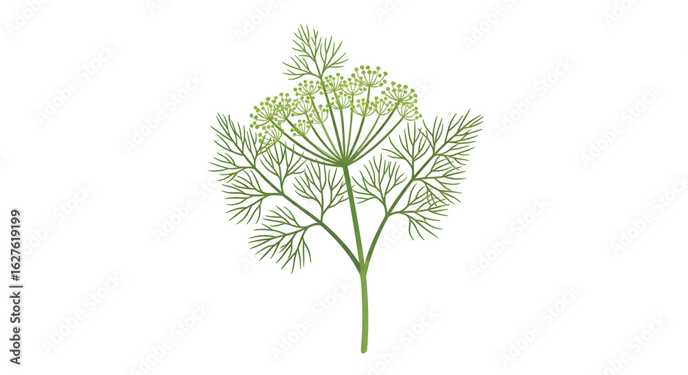 Dill Herb Plant Illustration Cooking Ingredient Dill Herb Plant Illustration Cooking Ingredient