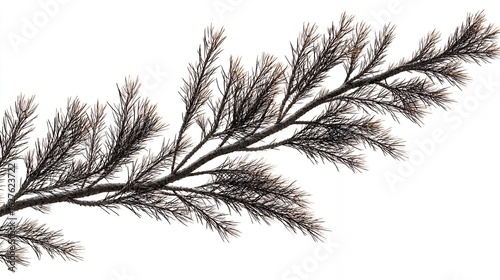 Wallpaper Mural fir branch isolated evergreen coniferous tree needle leaves white background Torontodigital.ca