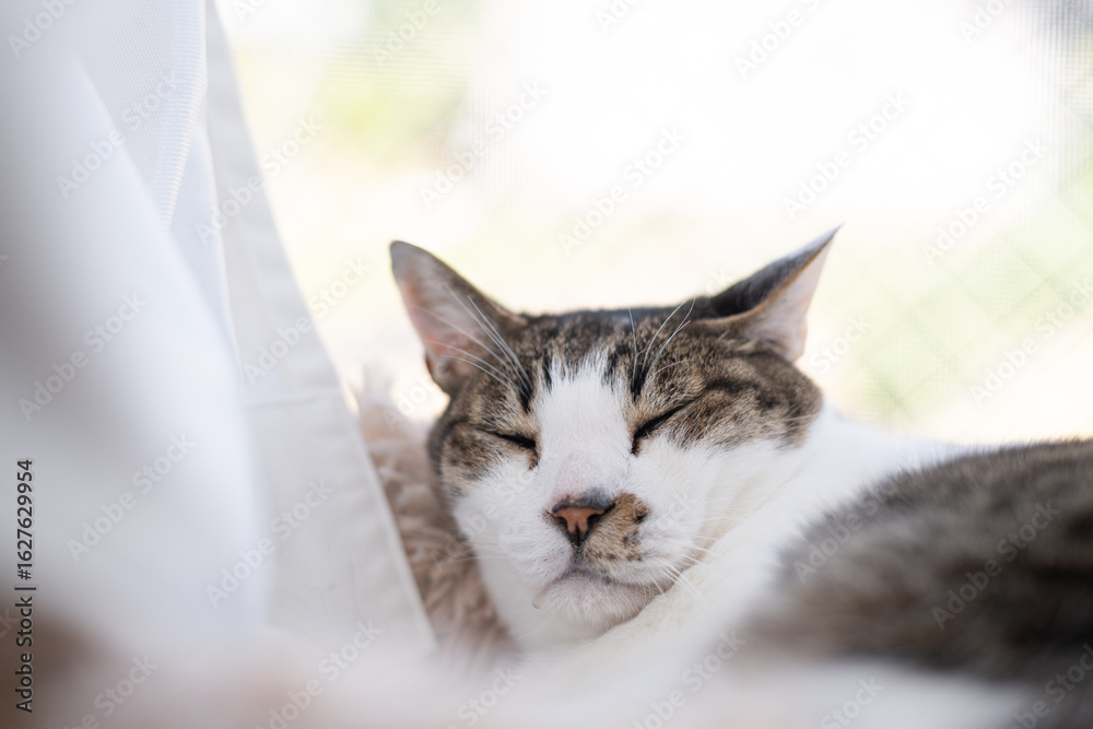 Obraz premium 窓辺でくつろぐ可愛い猫 キジトラ白