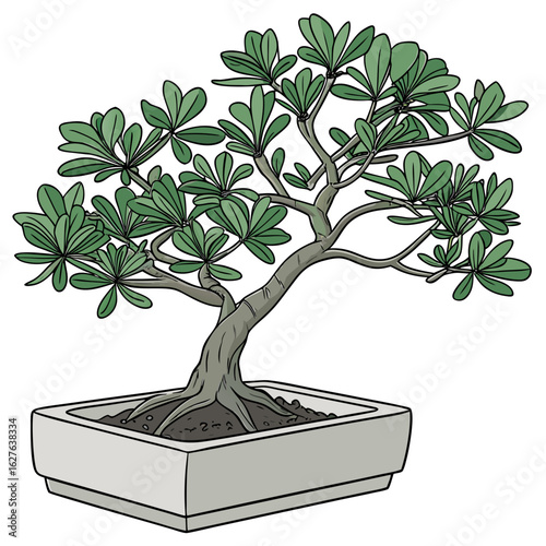 Stylized illustration of a green leafy bonsai tree in a square pot isolated on white background