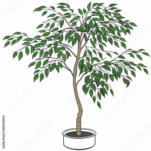Illustration of a ficus tree in a pot isolated on white background