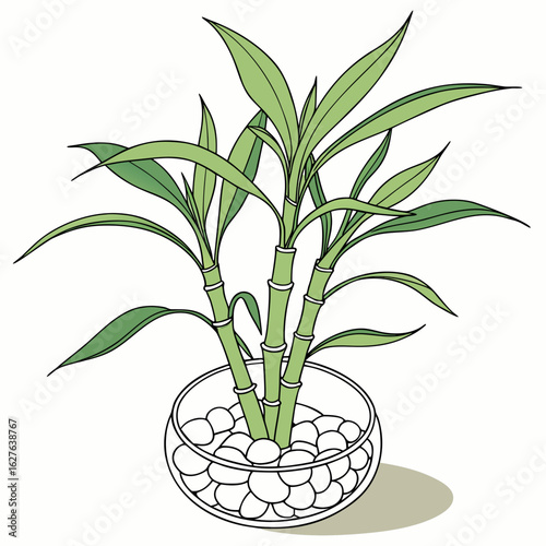 Lucky bamboo plant in glass bowl with stones isolated on white background