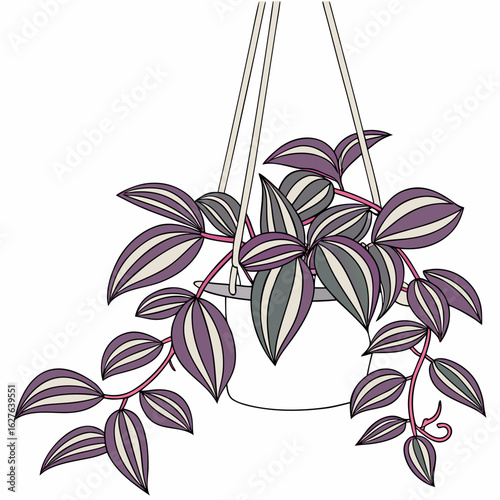 Illustration of a zebrina pendula hanging plant isolated on white background