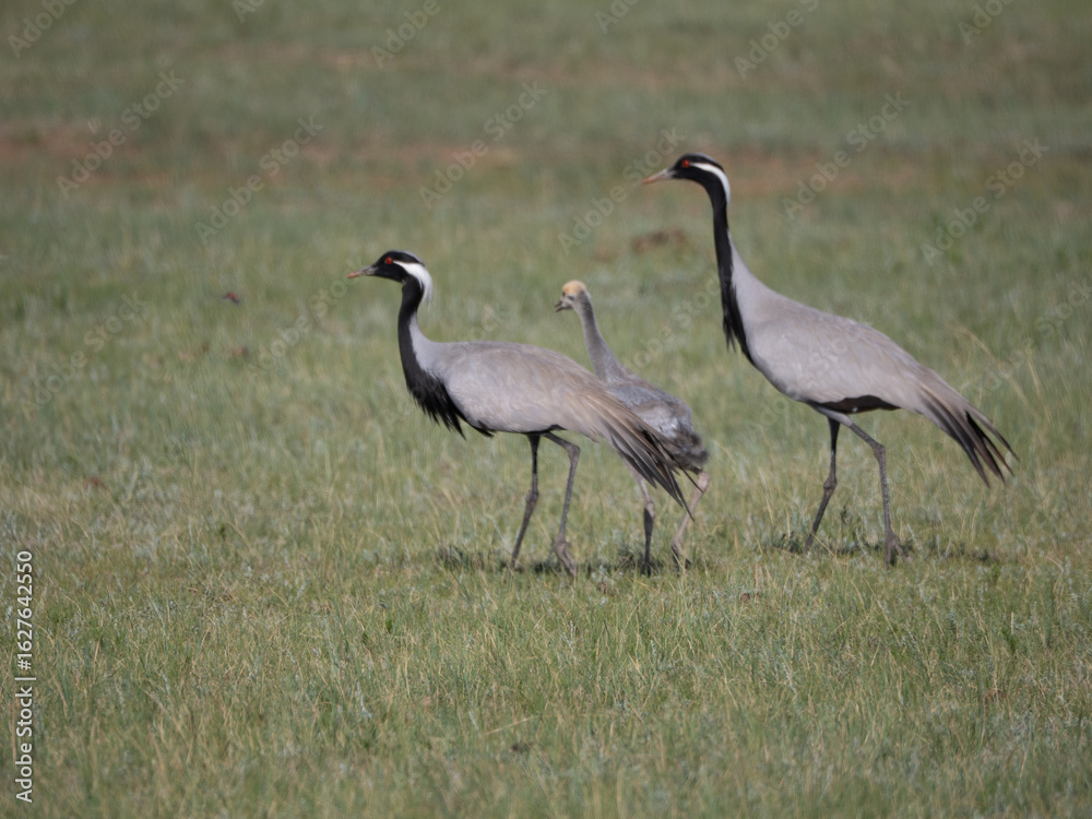 Obraz premium Parents and child of Demoiselle Cranes on grassland