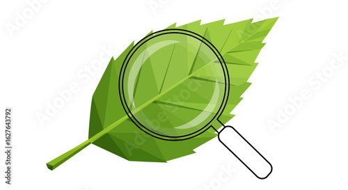 Investigating nature leaf through magnifying glass for science and discovery exploring botany with