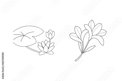 Water lily and foliage line art lily pad leaves