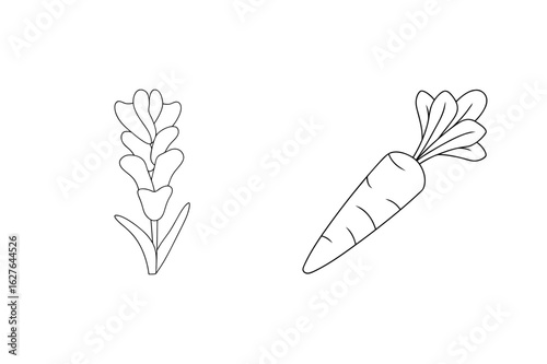 Lavender sprig and carrot illustration flower plant