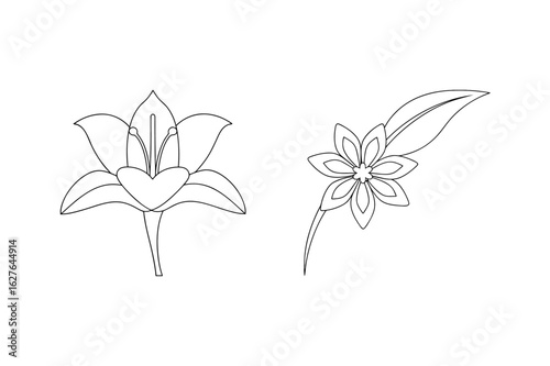 Elegant floral outlines with delicate petals and leaves