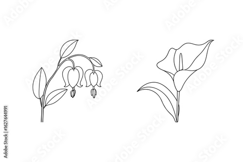 Bleeding heart flower and calla lily outline botanical