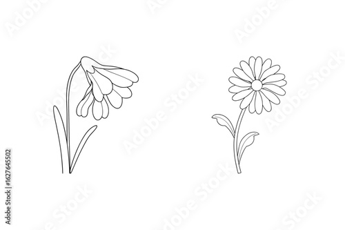 Delicate daisy and drooping bellflower bloom petal