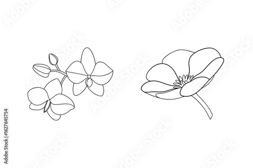Delicate orchid flowers and buds bloom petal