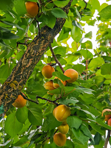 Apricots growing on a tree with green leaves, multiple ripe fruits visible on branches.