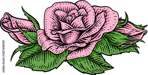 A rose flower woodcut illustration in a vintage engraved etching woodcut style