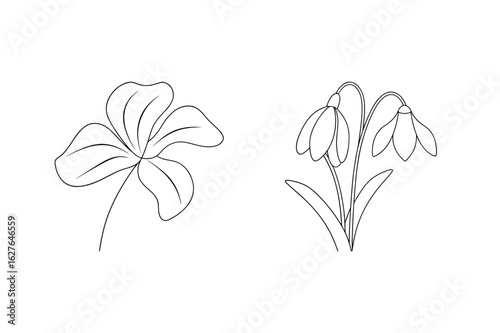 Delicate flower and snowdrop line art bloom botanical