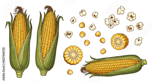Fresh sweet corn kernels and popcorn kernels on white background for culinary arts and agriculture themes