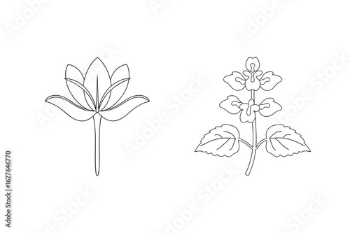 Delicate floral outlines on white flower botanical