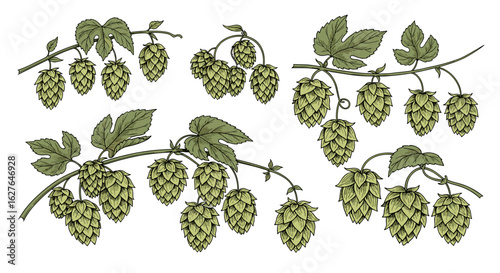 Detailed botanical illustration of hop cones and leaves on branches with a natural hand-drawn style representing brewing ingredients