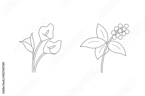 Calla lily and berry branch line art floral botanical