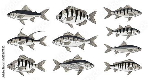 Collection of freshwater fish species illustrations for aquatic life study