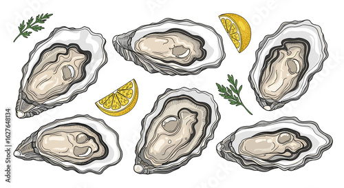 Freshly opened oysters with lemon and parsley on a white background