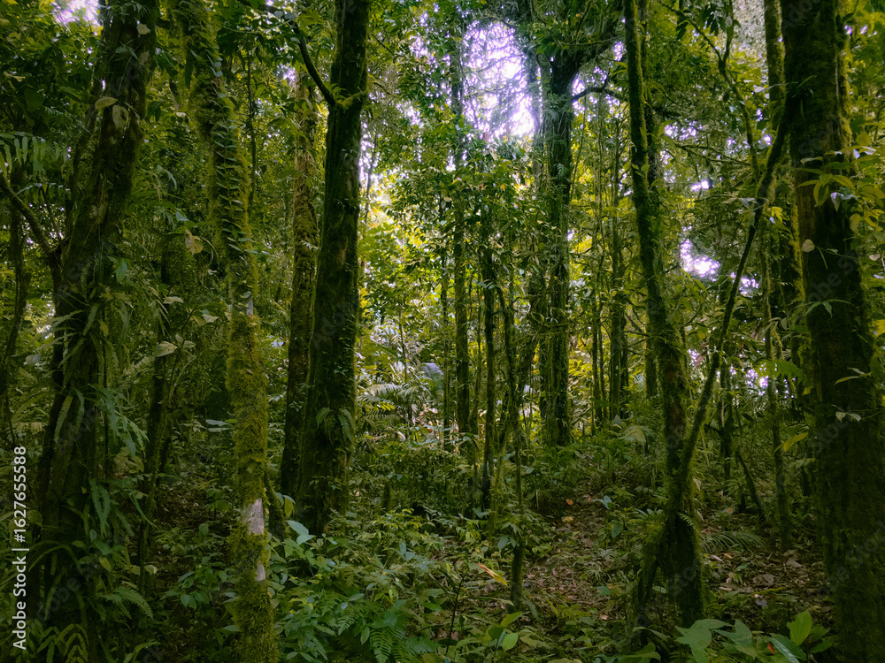 Naklejka premium Deep of Meratus Mountain in Borneo Rainforest, Tanah Bumbu, Indonesia