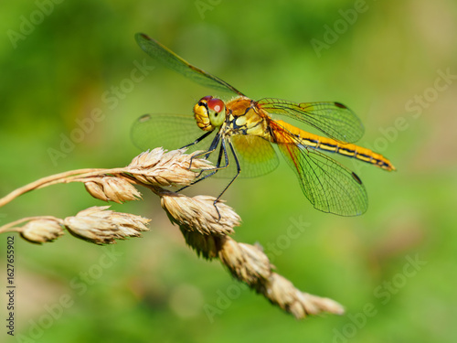 Billede på lærred Female yellow-winged darter (Sympetrum flaveolum) dragonfly