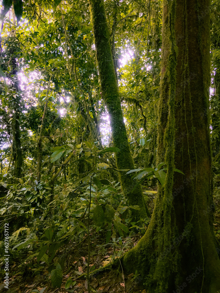 Obraz premium Deep of Meratus Mountain in Borneo Rainforest, Tanah Bumbu, Indonesia