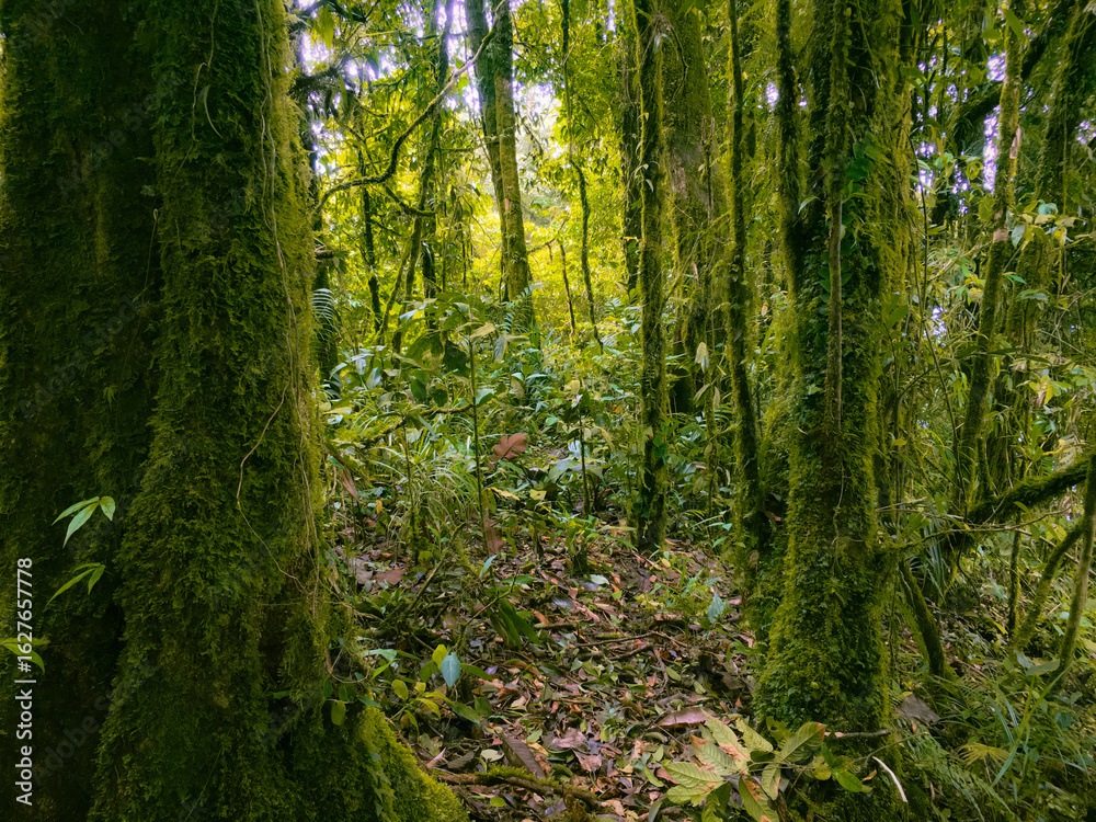 Fototapeta premium Deep of Meratus Mountain in Borneo Rainforest, Tanah Bumbu, Indonesia