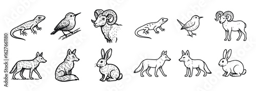 Canyoneering Wildlife Icons