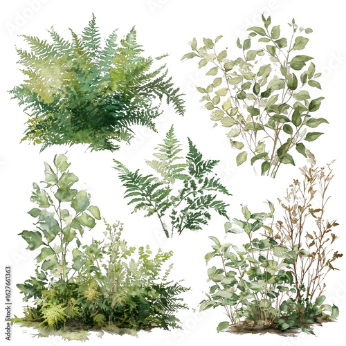 watercolor ferns foliage botanical plants nature illustration on transparent background
