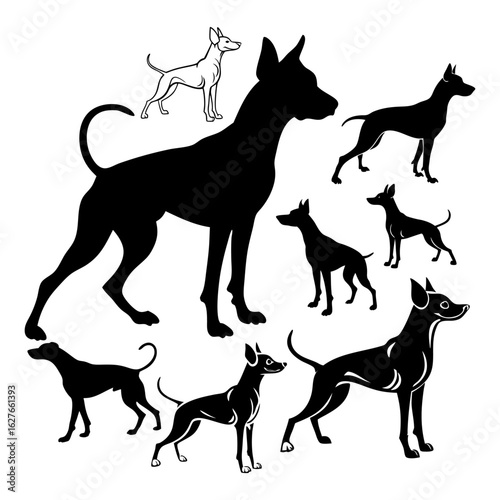 Silhouette Illustrations of Various American Hairless Terrier Dog Breeds in Different Poses and Sizes