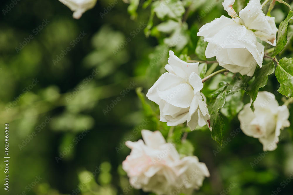 Obraz premium White roses blooming in lush green garden during daytime in spring