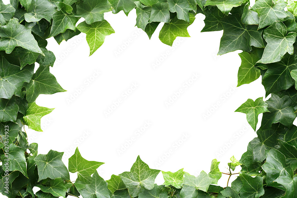 Fototapeta premium Green ivy leaf frame with copy space in center, isolated on transparent cutout background