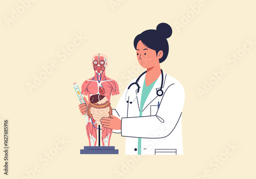 Doctor Examining Human Anatomy Model with Visible Muscles and Organs