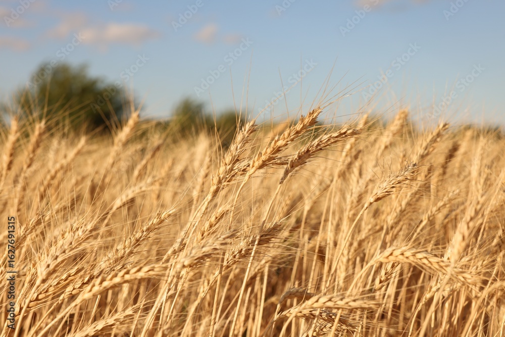 Fototapeta premium Golden wheat ears growing in field, closeup