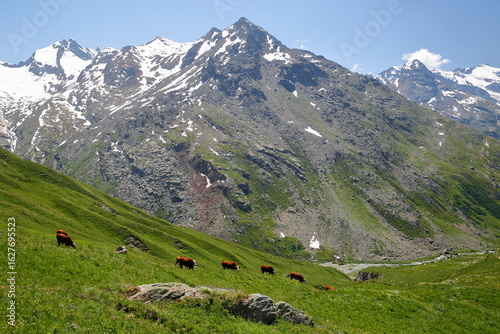 Cows grazing in a meadow surrounded by mountains (covered with snow) above L'Ecot, Bonneval sur Arc, Vanoise National Park, Maurienne Valley, Savoie, Northern French Alps, France